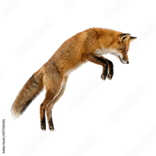 Isolated Fox, Jumping and Alert for Wildlife Photography