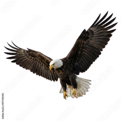 Isolated Eagle, Majestic Wings for Wildlife Photography
