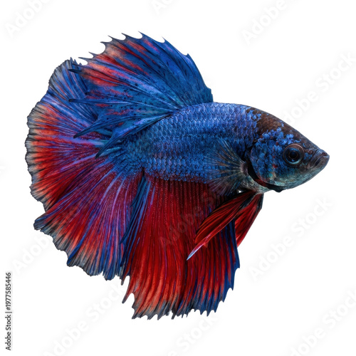 Isolated Betta Fish, Colorful Fins for Aquatic Decoration