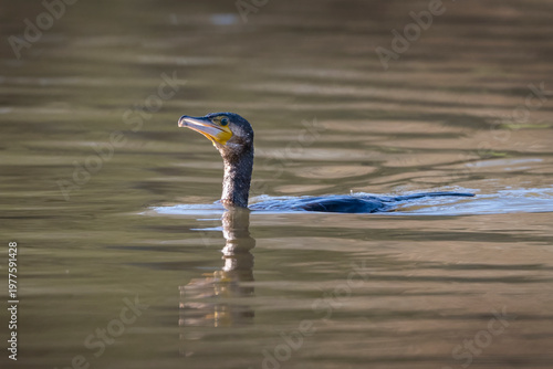 Cormorant swimming low in the water