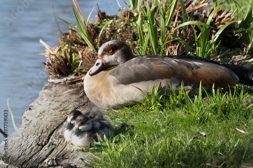 Egyptian mother goose and her goslings