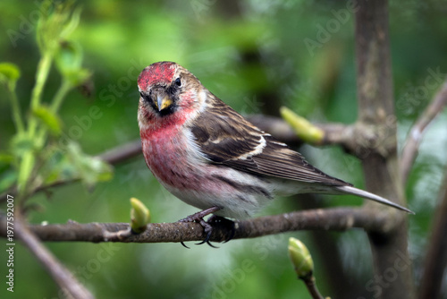 Red Poll wild bird