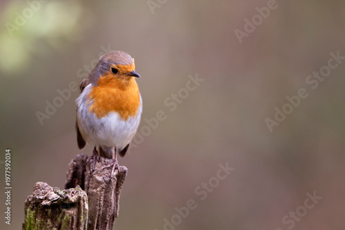 Robin Red Breast with space on right side for text
