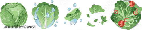 Fresh cabbage washing and salad preparation process, leafy vegetable stages with water splash and ingredients vector illustration set