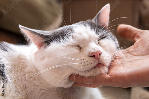 Close-up of person petting domestic cat indoors showing affection and human-animal interaction.