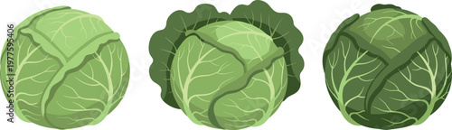 Green cabbage heads set isolated on white background, fresh organic vegetable collection with detailed leaves for healthy food design