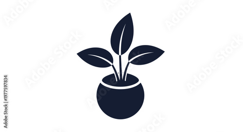 Young potted plant with broad green leaves.