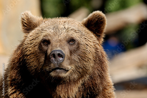 Wild brown bear ,ursus arctos