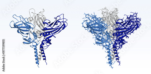 C-propeptide of Human Type I Procollagen molecule. Homotrimer protein structure signaling bone formation and anti-aging. 3D render