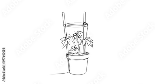 One line drawing of a tomato plant in a pot. Minimalist spring garden illustration. Continuous line art of a vegetable plant with support