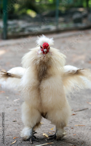 decorative Chinese breed of silk chicken Silkie. Unique plumage. poultry with white feathers in a funny pose. poultry farming.