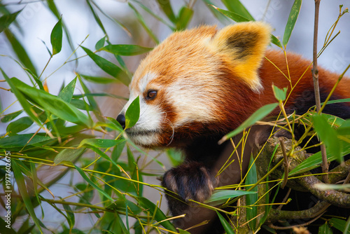 red panda Ailurus fulgens, lesser panda, is a small mammal