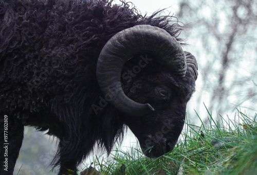 Ouessant sheep. Closeup portrait of a black ram with curved horns grazing on grass. Powerful farm animal in natural environment under dramatic sky, symbol of strength, nature rural life black sheep. 