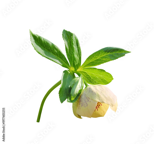 Christmas rose or black hellebore (Helleborus niger), evergreen perennial flowering plant, isolated on white background