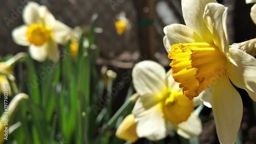 daffodils in a Brooklyn garden