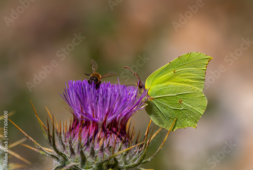 Canvas Print A common brimstone butterfly (Gonepteryx rhamni) sitting on a flower