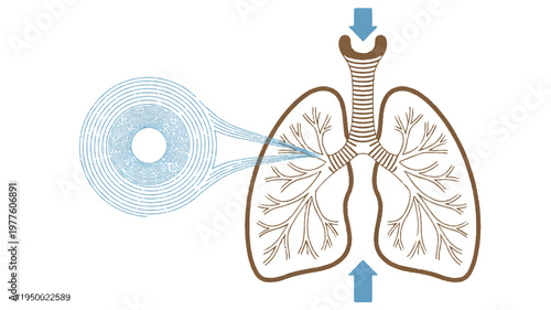 human lungs with trachea and bronchial tree anatomy