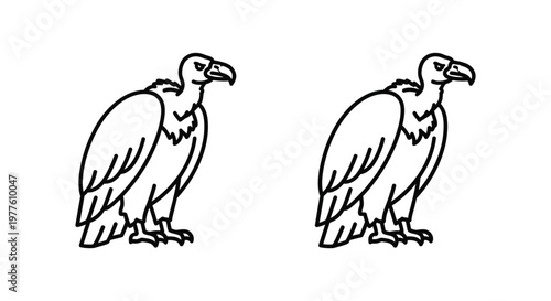 Vulture Bird Illustration: Elegant Sketch of Majestic Raptors Vector
