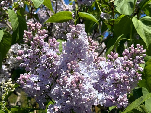 Flowers of common lilac bush syringa vulgaris.