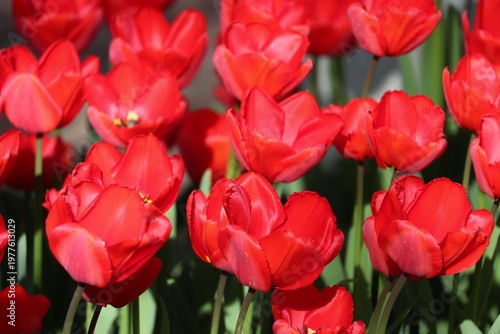 rote Tulpen blühen im Frühling