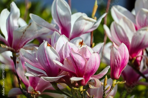 Magnolienblüten im Frühling