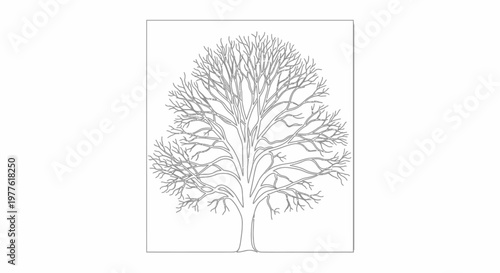 Bare Tree Silhouette, Winter Branches, Line Art Illustration, Isolated on White