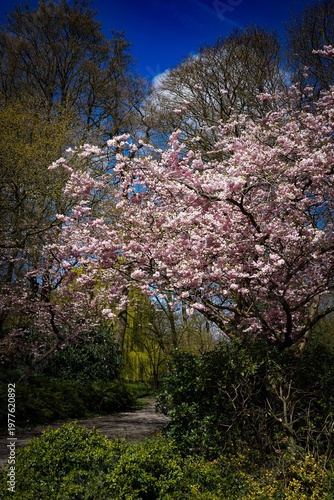 Delicate cherry blossoms in full bloom