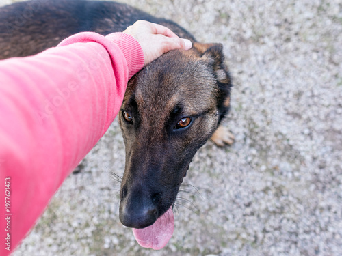 A hand gently stroking the head of a German Shepherd dog.