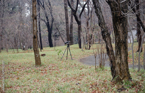 Professional camera with telephoto lens on a tripod in a park