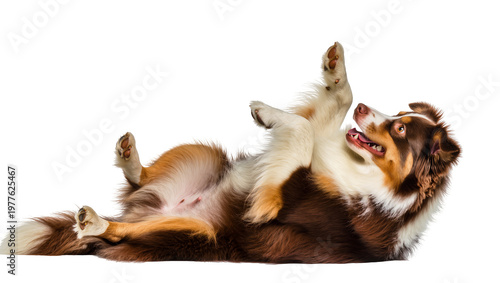 Playful Australian Shepherd dog lying on its back with paws up, a happy and energetic pet isolated on transparent background, perfect for animal-themed designs PNG