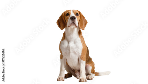 Tableau sur toile Charming beagle dog sitting attentively, a friendly purebred canine with tri-col