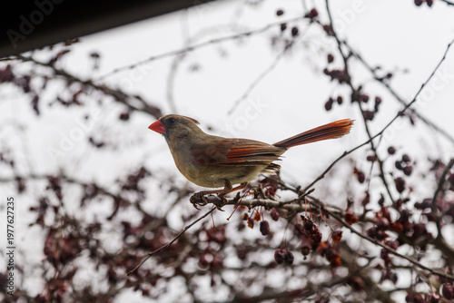 Female Cardinal bird in cherry tree on overcast day in Wisconsin, United States