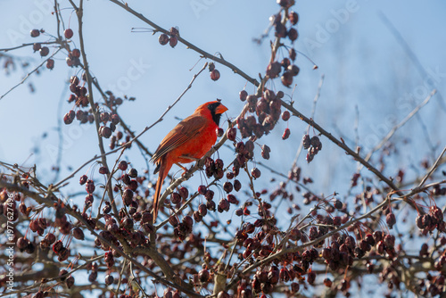 Red male Cardinal bird perched on cherry tree branches, Wisconsin, United States