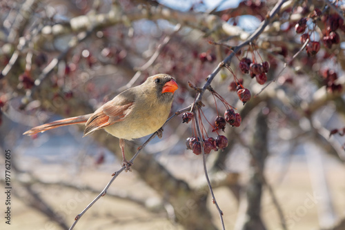 Female Cardinal bird perched on cherry tree branches in Wisconsin, United States