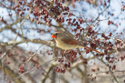 Female Cardinal bird perched on cherry tree branches with blue sky in background