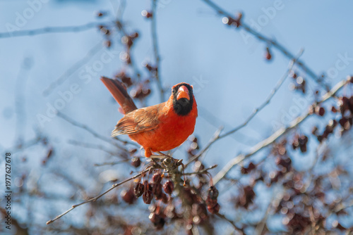 Red male Cardinal bird perched on cherry tree branches in spring sunlight, Wisconsin, United States