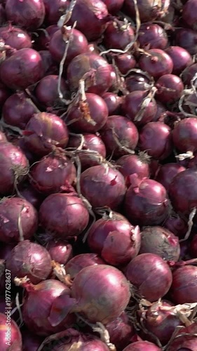 Combined Panning and Tilt-Up Shot of Tractor Trailer Full of Red Onions. A slow-motion shot starting from a close-up of harvested red onions and moving up to reveal the entire tractor trailer filled. 