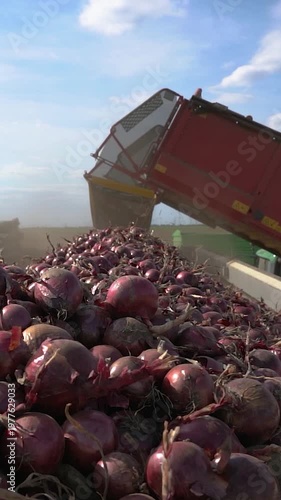 High Angle View of Onion Harvester Filling Long Truck Trailer with Red Onions. The trailer is nearly full, with a massive pile of onions in the foreground. Search ONIONPROD2025 for more clips.