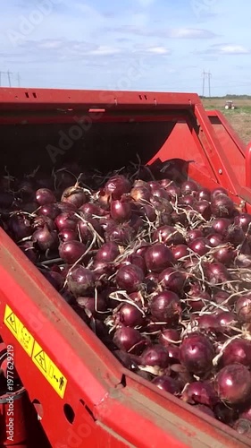 High Angle Shot of Red Onions on Conveyor Belt Filling Harvester Bin. The background reveals long rows of harvested onions in the field under a blue sky with light clouds. Search ONIONPROD2025