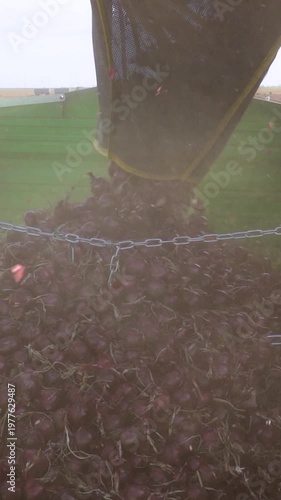 Onion Harvester Filling Green Trailer with Red Onions. The harvester's unloading arm, equipped with a safety mesh, drops onions into a trailer. Search ONIONPROD2025 for more clips.