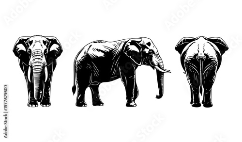 Elephant silhouettes front side and back view vector illustration wildlife animal profile set