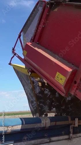 Onion Harvester Unloading Red Onions into Truck Trailer via Conveyor. As the truck moves slowly, the conveyor belt drops red onions into the trailer. Search ONIONPROD2025 for more clips.