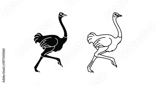 Ostrich vs Emu: Flightless Bird Comparison Guide Vector
