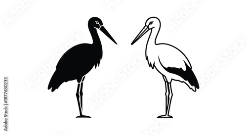 Black and White Wading Birds Illustration Vector