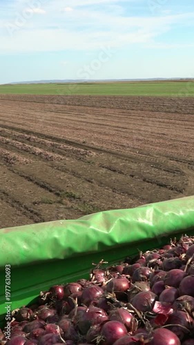 Panoramic Panning Shot from Onion Field to Truck Loaded with Red Onions. A slow-motion shot showing the onion field with machinery, workers, and a truck trailer filled with harvested red onions.