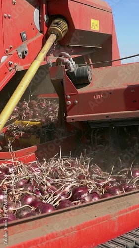 Slow Motion of Modern Onion Harvester Conveyor Belt Lifting Onions from Ground. The camera captures massive quantities of onions moving along the conveyor belt. Search ONIONPROD2025 for more clips.