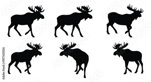 Moose silhouette vector set, wild bull elk with antlers in various walking poses, black forest animal silhouettes on white background