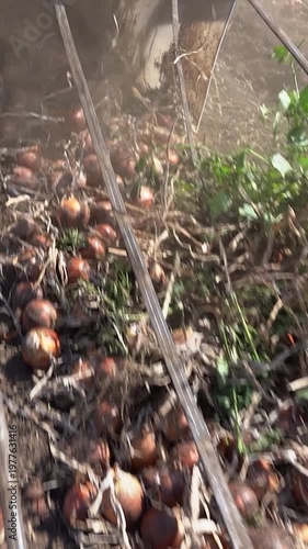 Tilt-Up Shot of Onion Harvester Machine Dropping Onions and Irrigation Tapes on Soil. The machine is seen extracting and dropping onions into organized rows along with the plastic tapes. ONIONPROD2025