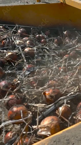 Slow Motion of Tractor Harvester Extracting Onions and Irrigation Tapes from Dry Soil on a Sunny Day. Search ONIONPROD2025 for more clips from this series.