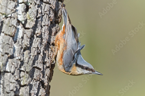 Eurasian Nuthatch (Sitta europaea) – Bird Climbing Headfirst Down Tree Trunk in Natural Habitat – common in the wild in the Czech Republic